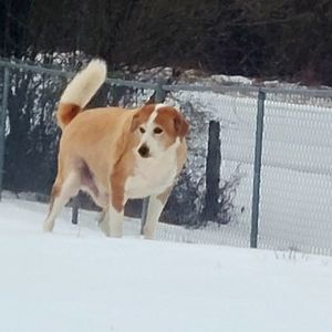 Meet your Posher, Robin